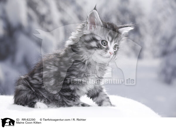 Maine Coon Ktzchen / Maine Coon Kitten / RR-82290