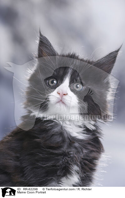Maine Coon Portrait / RR-82298