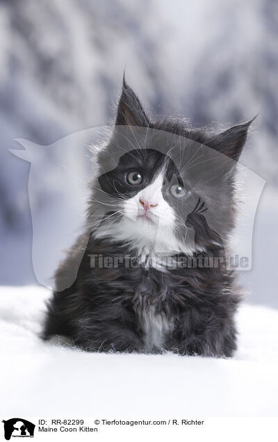 Maine Coon Kitten / RR-82299