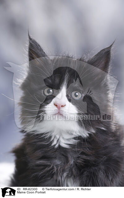 Maine Coon Portrait / RR-82300