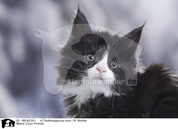 Maine Coon Portrait / RR-82301