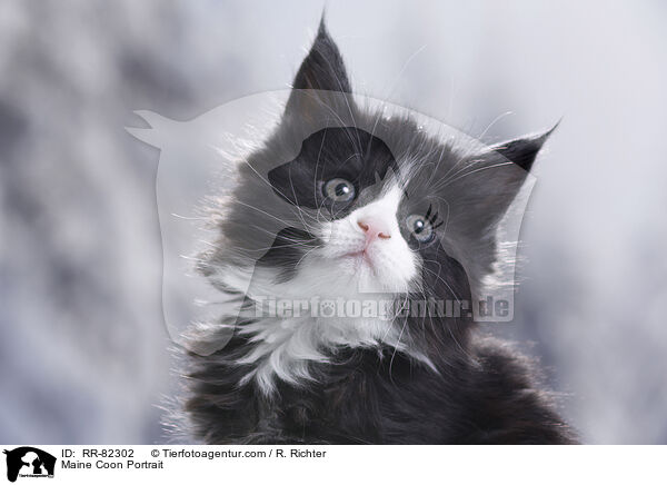 Maine Coon Portrait / RR-82302