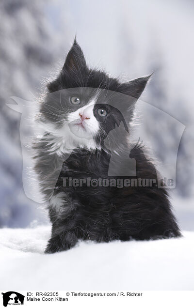 Maine Coon Kitten / RR-82305