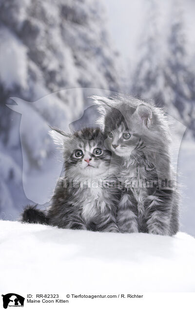 Maine Coon Ktzchen / Maine Coon Kitten / RR-82323