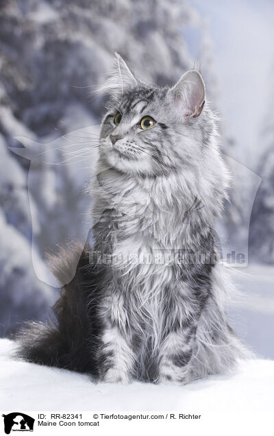 Maine Coon tomcat / RR-82341