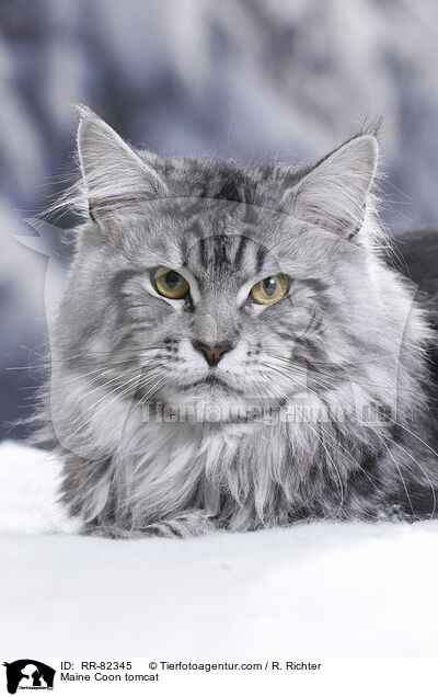 Maine Coon tomcat / RR-82345