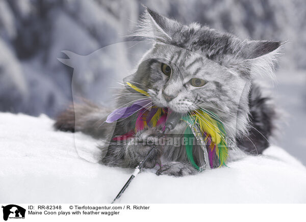Maine Coon spielt mit Federwedel / Maine Coon plays with feather waggler / RR-82348