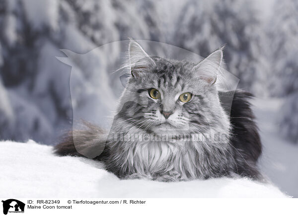 Maine Coon Kater / Maine Coon tomcat / RR-82349