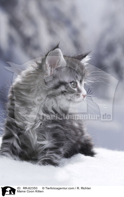Maine Coon Kitten / RR-82350