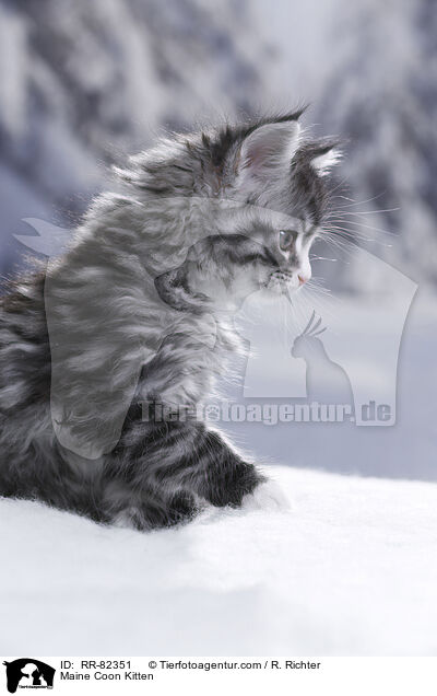 Maine Coon Kitten / RR-82351