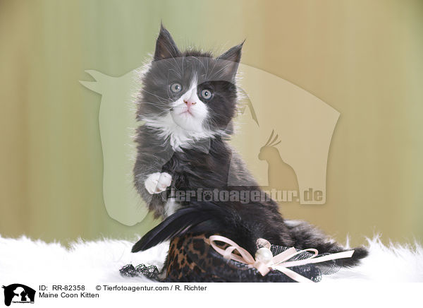 Maine Coon Kitten / RR-82358