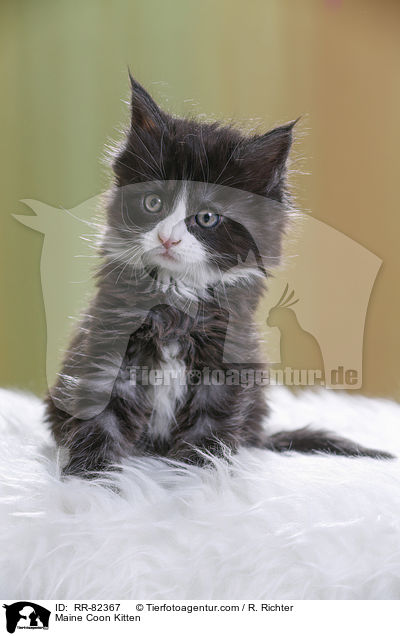 Maine Coon Kitten / RR-82367