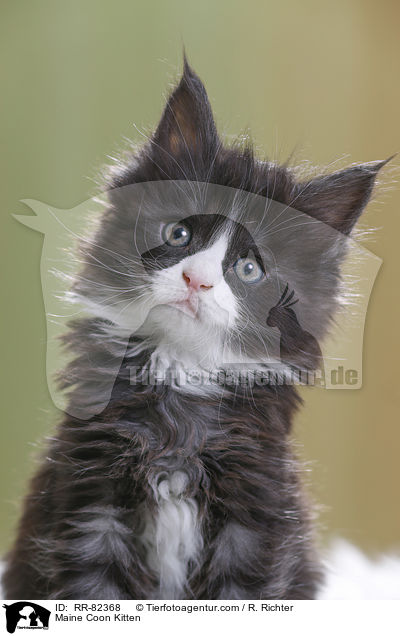 Maine Coon Kitten / RR-82368