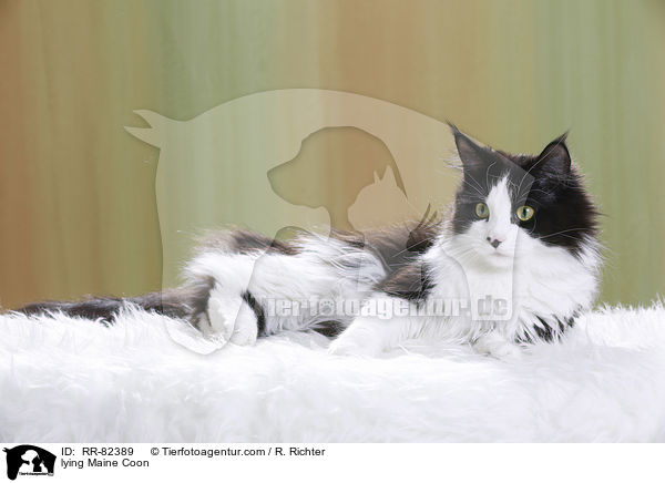 lying Maine Coon / RR-82389