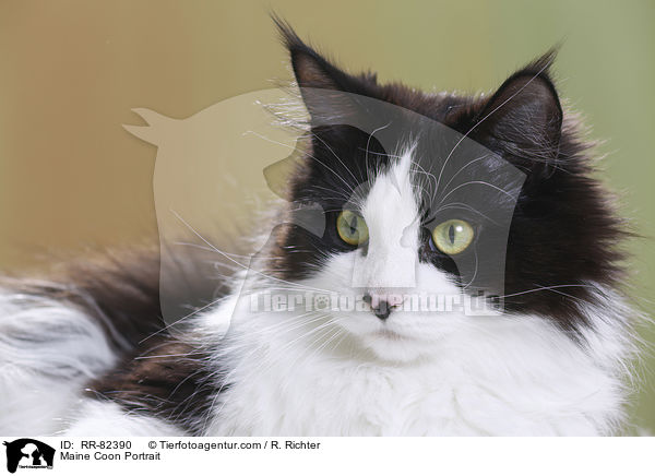 Maine Coon Portrait / RR-82390