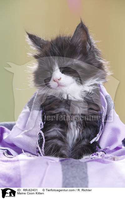 Maine Coon Kitten / RR-82401