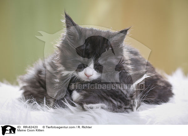 Maine Coon Kitten / RR-82420