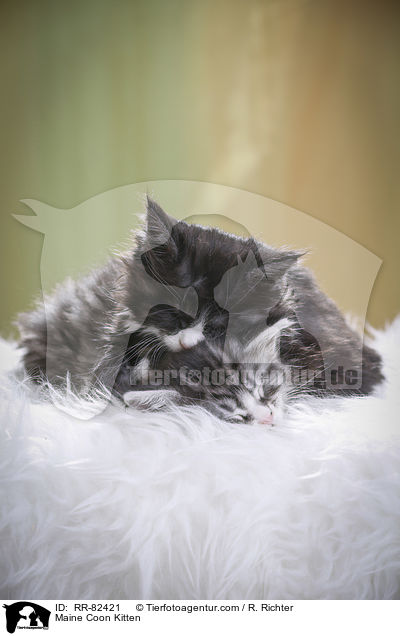 Maine Coon Ktzchen / Maine Coon Kitten / RR-82421