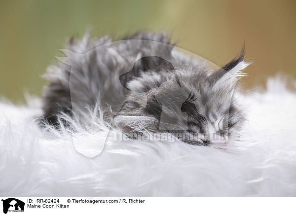 Maine Coon Kitten / RR-82424
