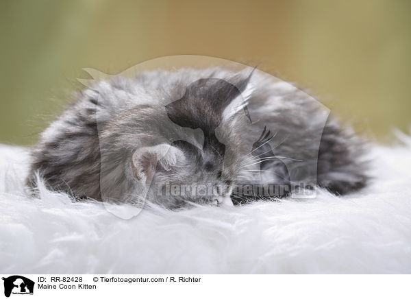 Maine Coon Kitten / RR-82428