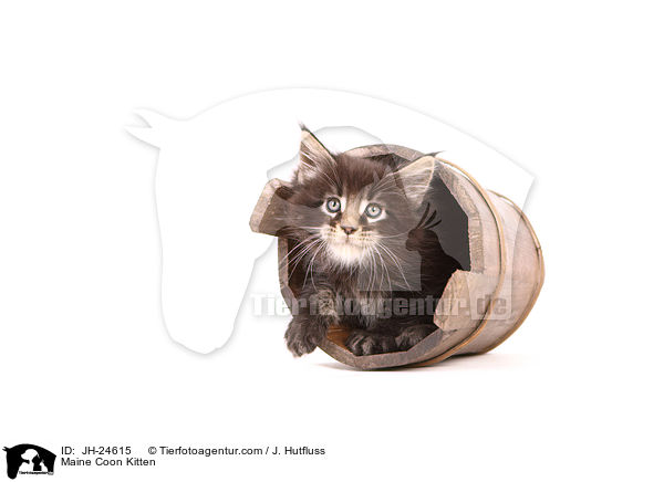 Maine Coon Ktzchen / Maine Coon Kitten / JH-24615