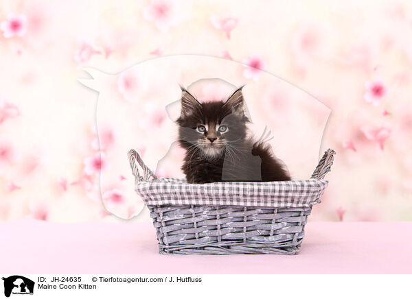Maine Coon Kitten / JH-24635