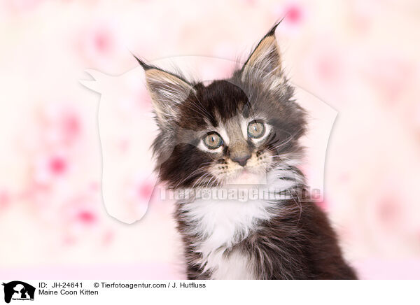 Maine Coon Kitten / JH-24641