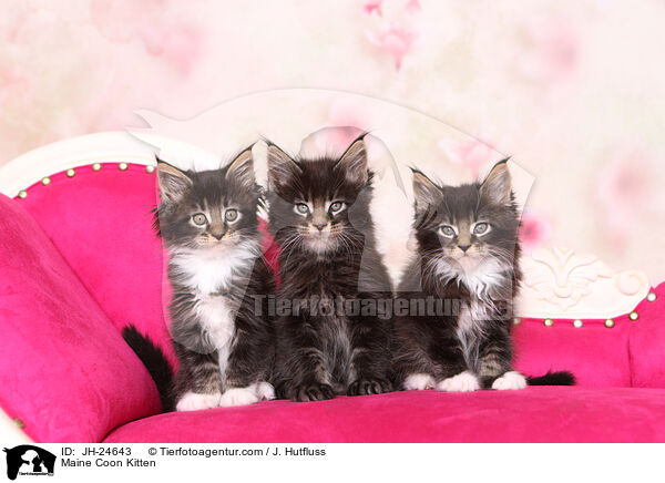 Maine Coon Kitten / JH-24643