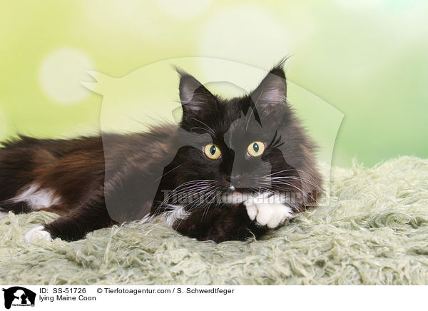lying Maine Coon / SS-51726