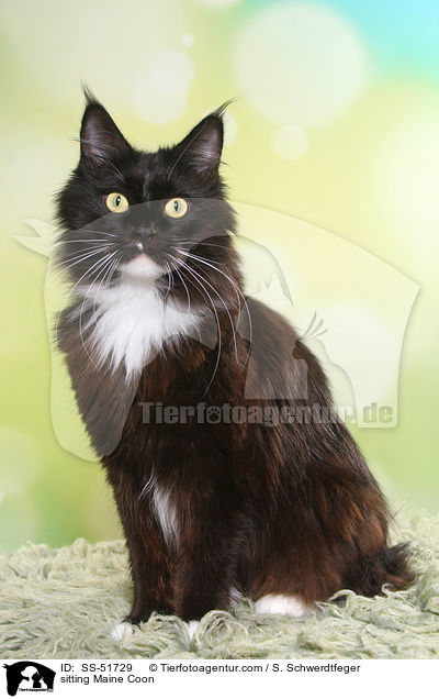 sitting Maine Coon / SS-51729