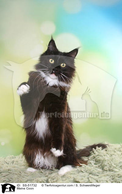 Maine Coon / SS-51732