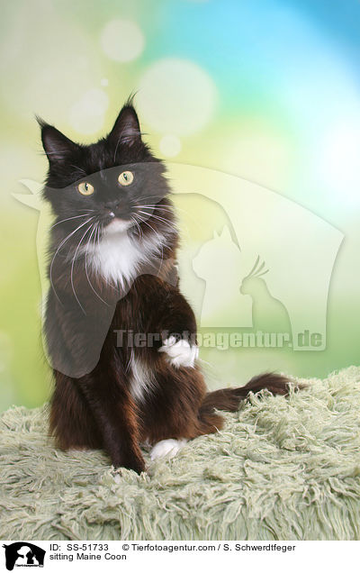 sitting Maine Coon / SS-51733