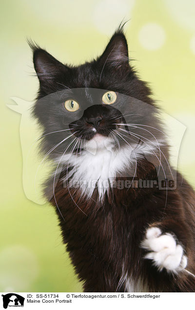 Maine Coon Portrait / SS-51734
