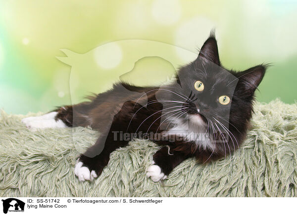 lying Maine Coon / SS-51742