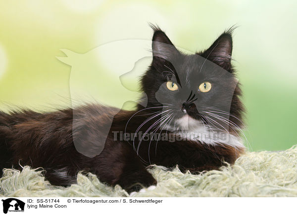 lying Maine Coon / SS-51744