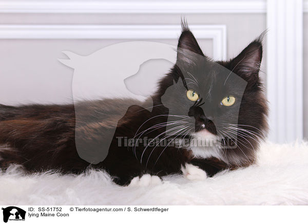 lying Maine Coon / SS-51752
