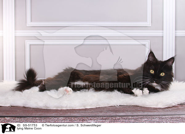 lying Maine Coon / SS-51753