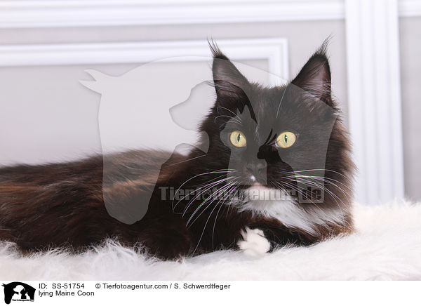 lying Maine Coon / SS-51754