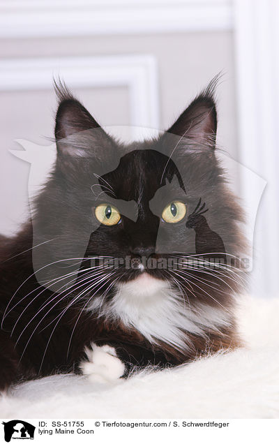 lying Maine Coon / SS-51755