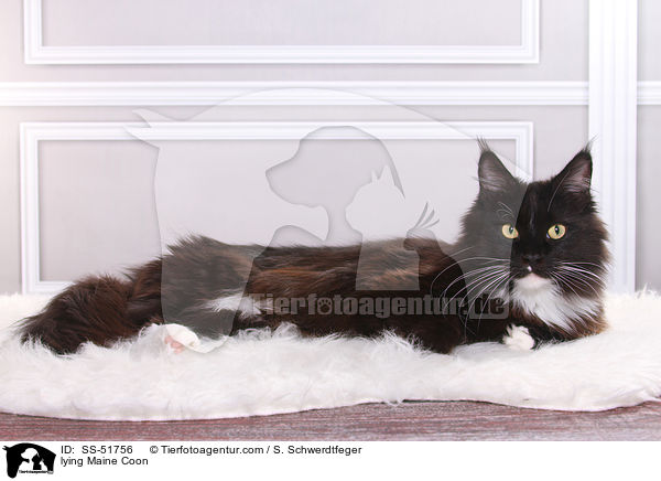 lying Maine Coon / SS-51756