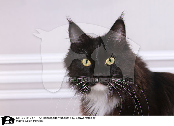 Maine Coon Portrait / SS-51757