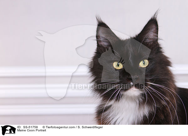 Maine Coon Portrait / SS-51758