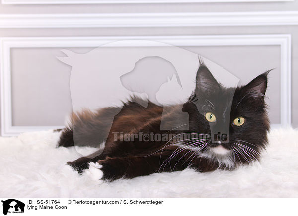 lying Maine Coon / SS-51764