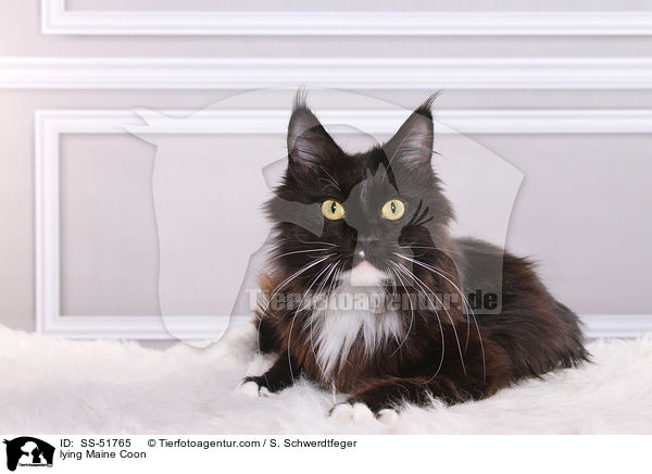 lying Maine Coon / SS-51765