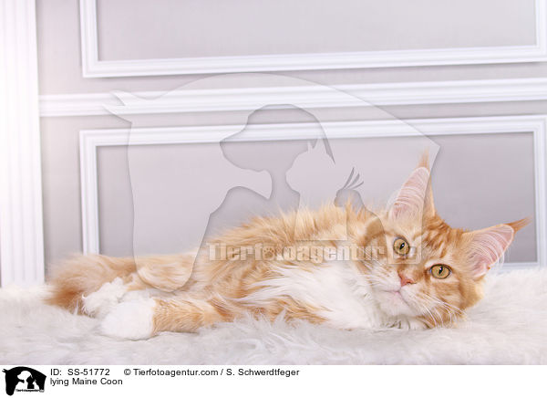 lying Maine Coon / SS-51772