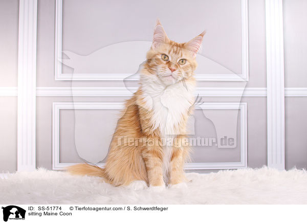 sitting Maine Coon / SS-51774