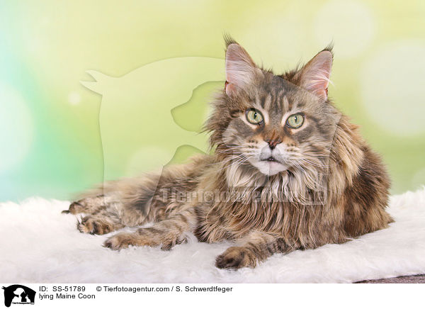 liegende Maine Coon / lying Maine Coon / SS-51789