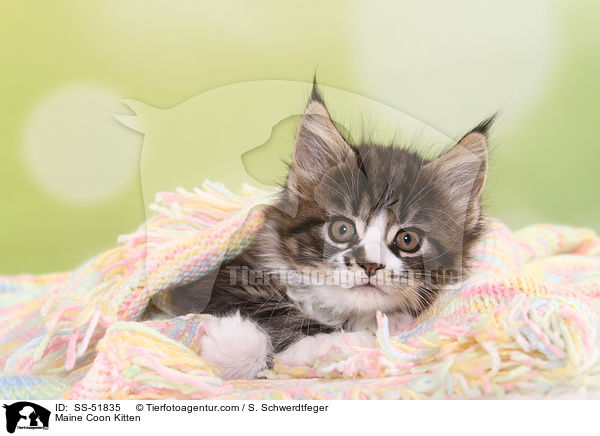 Maine Coon Kitten / SS-51835