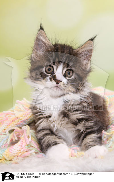 Maine Coon Kitten / SS-51836