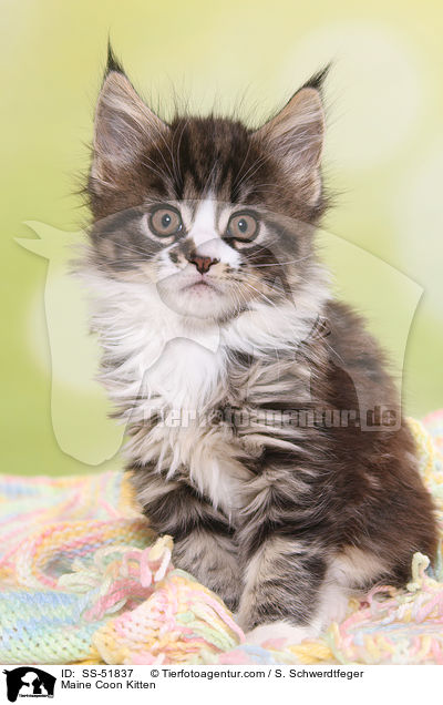 Maine Coon Kitten / SS-51837